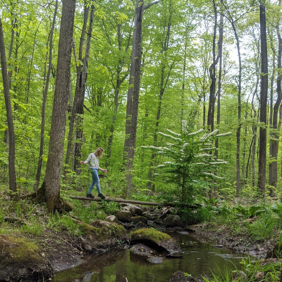 MPQ traverses a log over a brook in the woods